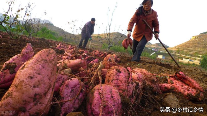 红薯什么时候种植最好「红薯什么时候种植最好 时间」